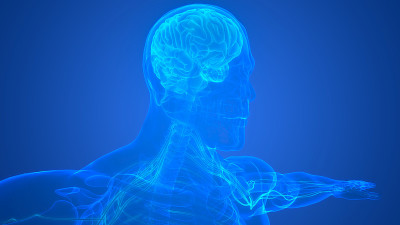 人体神经系统中枢器官脑解剖学