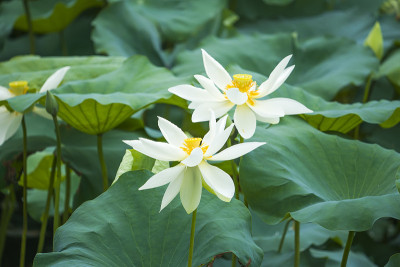 白色的莲花