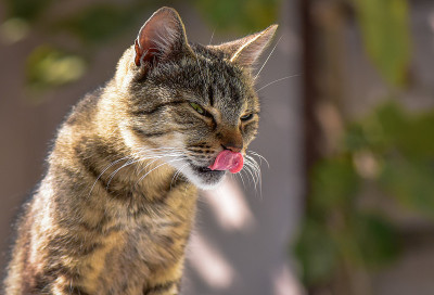 猫的肖像