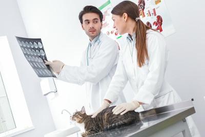 两个英俊的医生讨论x光猫图片