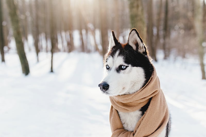 哈士奇裹着围巾在雪林里