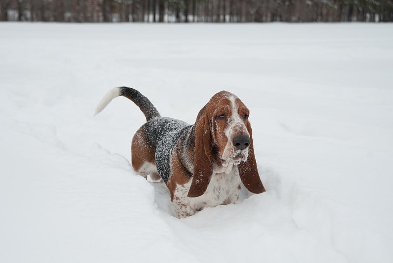 有趣的小短腿猎犬在深深的雪地里奔跑和玩耍