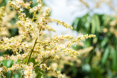 花园里的龙眼花