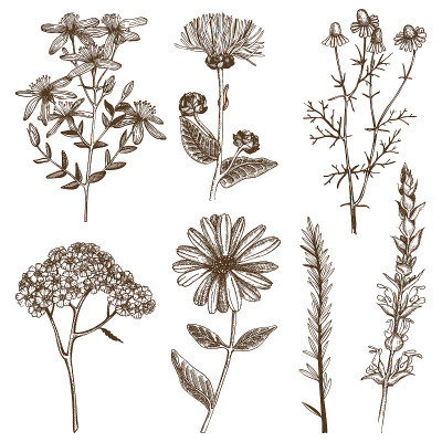 Vector收集墨汁手绘草药