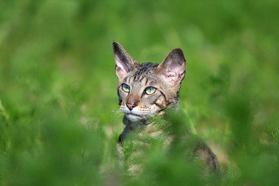 灰色康沃尔雷克斯猫