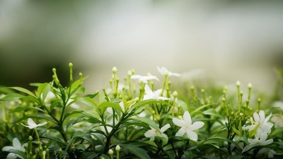 栀子花的花和芽的灌木