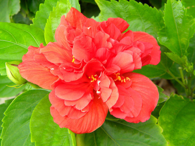 美丽的芙蓉花