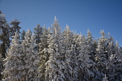 黄石公园本季第一场雪