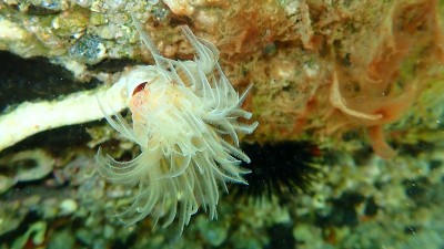 多毛纲(管状原毛纲)海底，爱琴海，希腊，哈尔基迪基