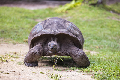 亚达伯拉巨龟(Aldabrachelys gigantea)，位于印度洋的塞舌尔群岛上