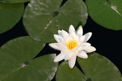 睡莲