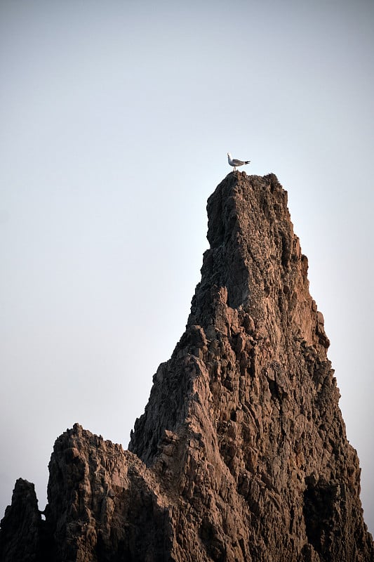 一只海鸥在岩石顶上。Arrecife de las Sirenas，卡波德加塔，西班牙