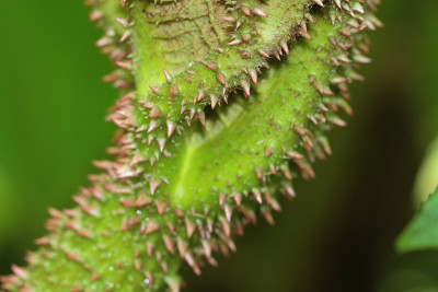 Gunnera manicata - Trebah花园-康沃尔，英格兰，英国