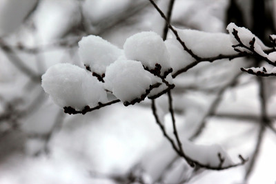 冬天被雪覆盖的树枝