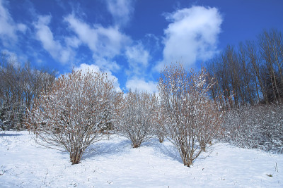 冬天的风景。树木和雪覆盖着田野。
