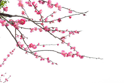 梅花