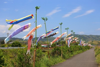 鲤鱼等浮电缆