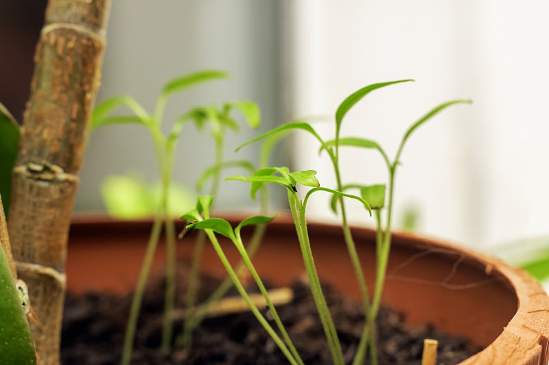 近距离观察植物的绿叶