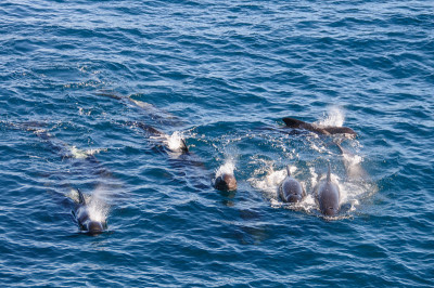 Long-finned Pilot Whales