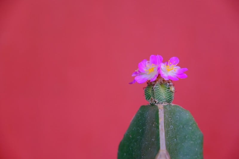 红色背景上的阿兹特金花。