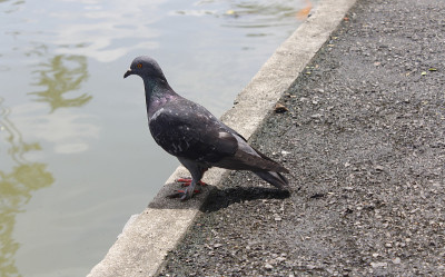 鸽子