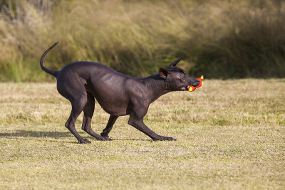 Xoloitzcuintle玩