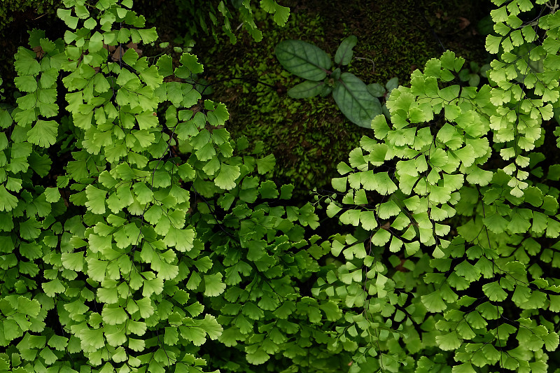 美丽的蕨类植物叶，绿叶，自然的花蕨背景在阳光下。——图片