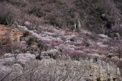 日本梅花花园