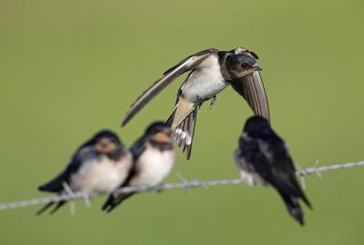年幼的家燕(Hirundo rustica)栖息在带刺的铁丝网上等待喂食。