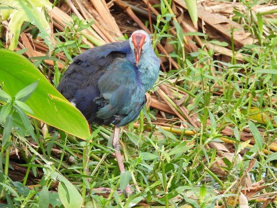 佛罗里达湿地的灰头沼泽鹬(Porphyrio poliocephalus)