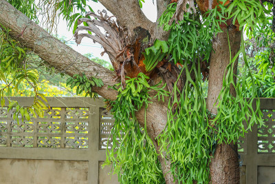 鹿角植物(Platycerium)，鹿角或学名Platycerium andinum，在印度尼西亚也