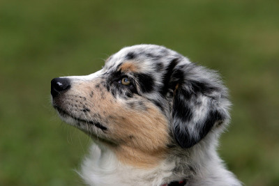 澳大利亚牧羊犬