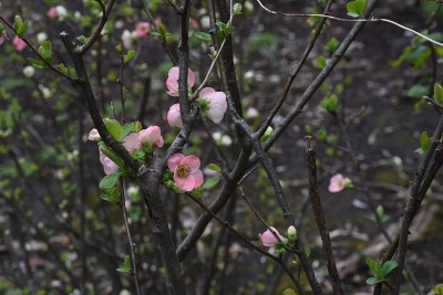 日本贴梗海棠开花