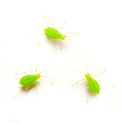 绿色蚜虫。
