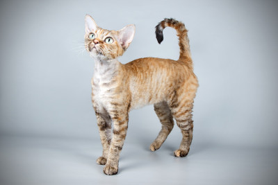 德文郡雷克斯猫彩色背景