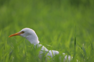 牛背鹭