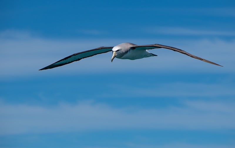 A Salvin's Albatross Gliding over the Ocean