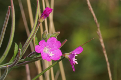 花d'épilobe多毛的(毛背草)。