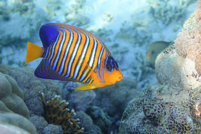皇家或帝王天使鱼(Pygoplites diacanthus) -红海