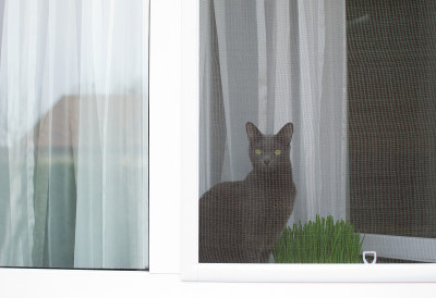 俄罗斯蓝猫正坐在蚊帐后面的窗台上。宠物安全概念。