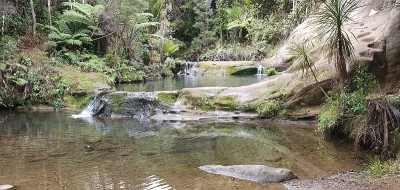 戈尔迪布什步道，Muriwai和亨加地区，奥克兰，新西兰