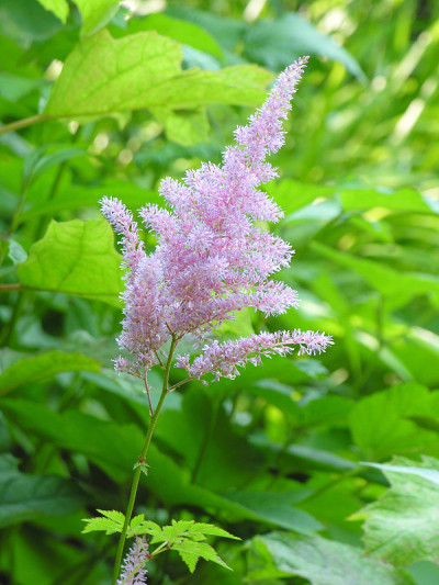 Astilbe