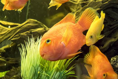 Garibaldi fish