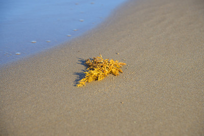 地中海的沙质海岸