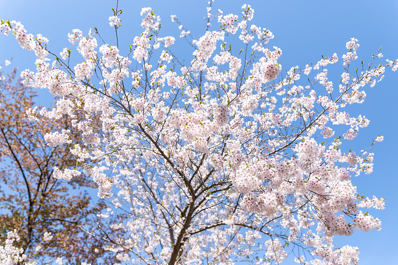 美丽的樱花盛开在札幌，北海道