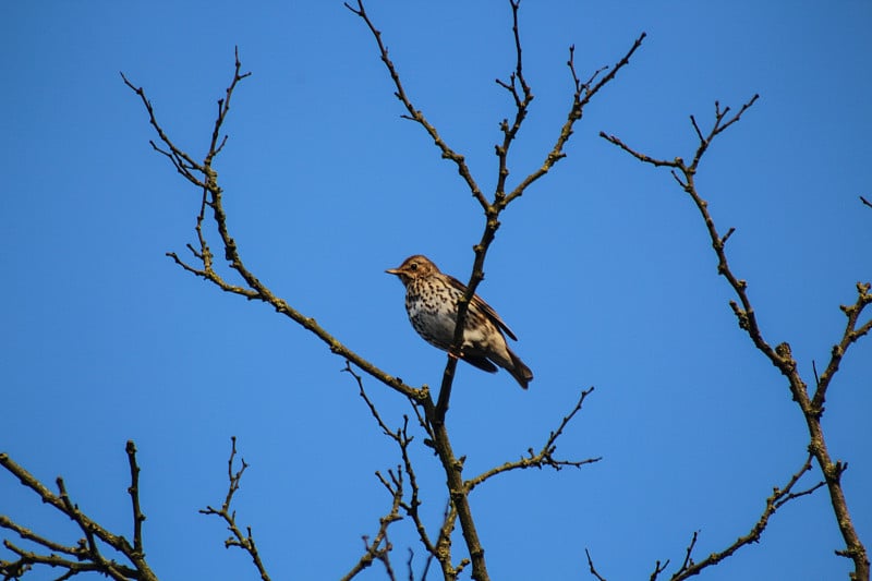 Song Thrush (Turdus Philomelos)