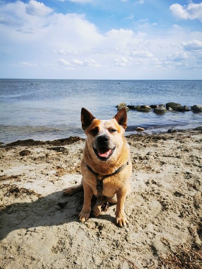 海滩上的澳大利亚牧牛犬
