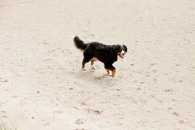 Happy berner sennen狗户外在海滩上奔跑。