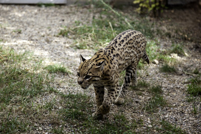 野生豹猫