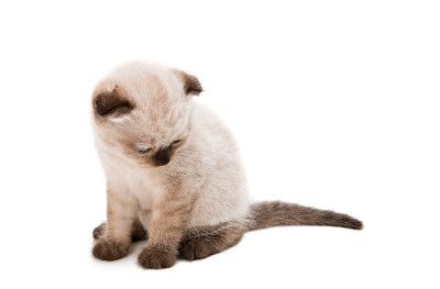 垂耳小猫孤立